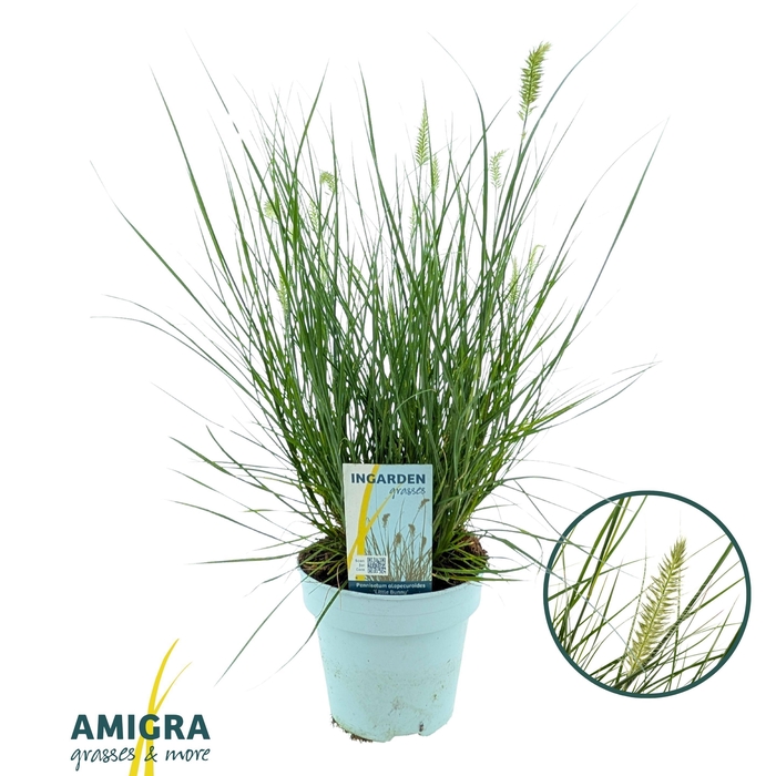 <h4>Pennisetum alop. 'Little Bunny'</h4>