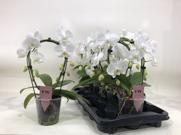 <h4>Phalaenopsis wit</h4>