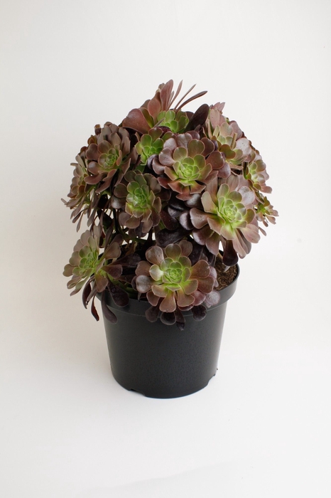 <h4>Aeonium Arboreum Nigrum</h4>