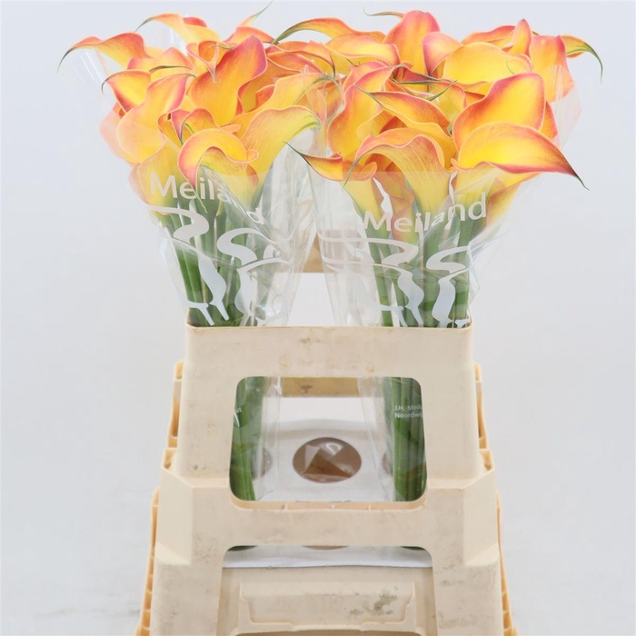 <h4>Calla Morning Sun</h4>