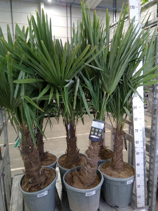 <h4>Trachycarpus fortunei</h4>
