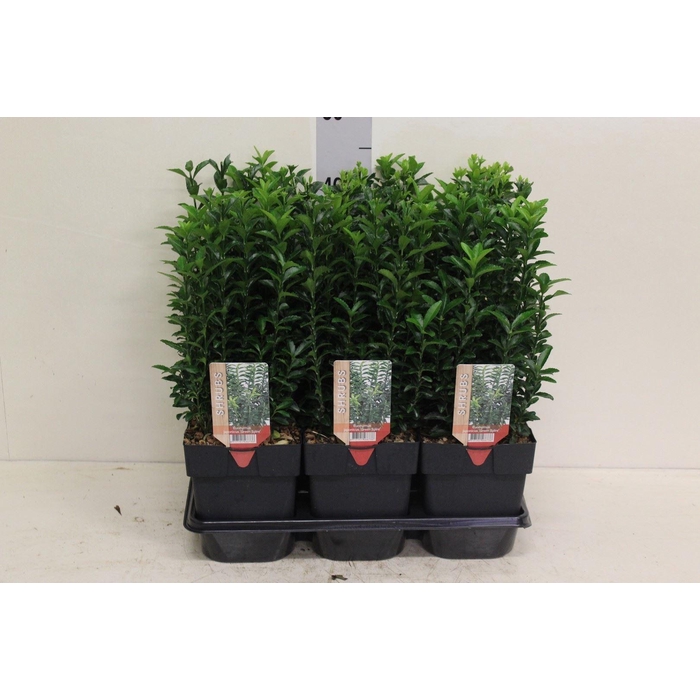 <h4>Euonymus japon. 'Green Spire'</h4>
