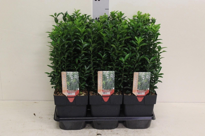 <h4>Euonymus japon. 'Green Spire'</h4>