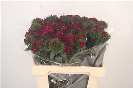 <h4>Di Barb Breanthus Elmo Purple</h4>