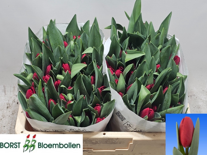 <h4>TU EN LOVE TRAIN</h4>