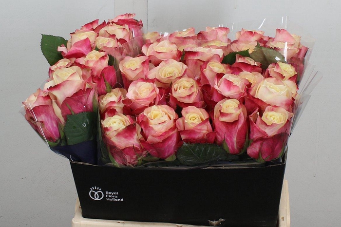 <h4>R Gr Marosa</h4>