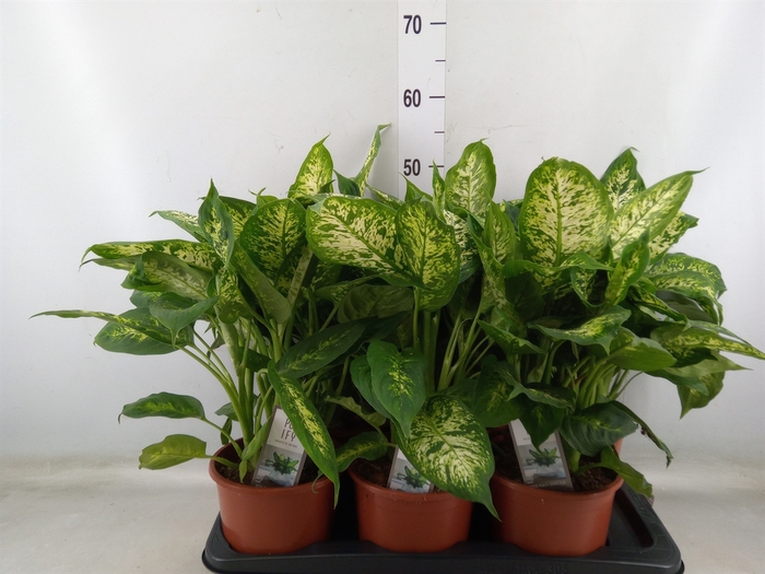 <h4>Dieffenbachia  'Compacta'</h4>