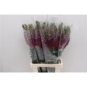 Antir Poto Red L 80 Xx