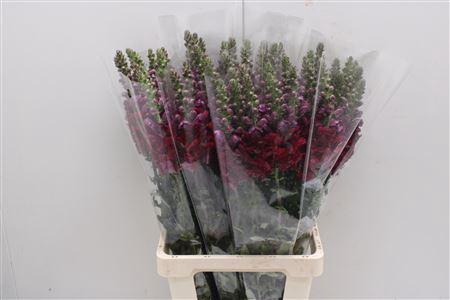 <h4>Antir Poto Red L 80 Xx</h4>