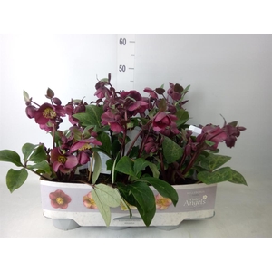 Helleborus  'Fkiss Annas Red'