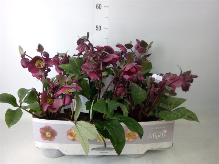 <h4>Helleborus  'Fkiss Annas Red'</h4>