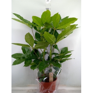 Schefflera actin. 'Amate'