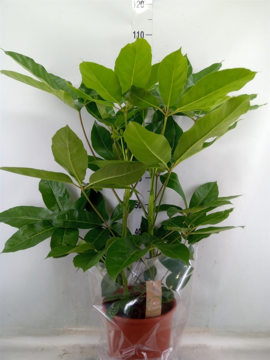 <h4>Schefflera actin. 'Amate'</h4>