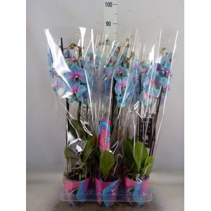 Phalaenopsis   ...