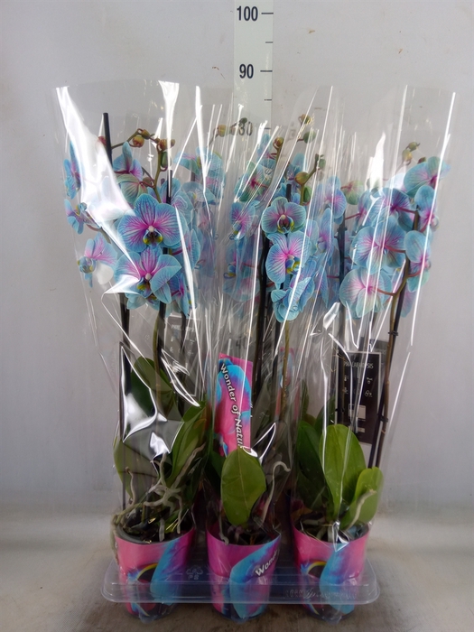 <h4>Phalaenopsis   ...</h4>