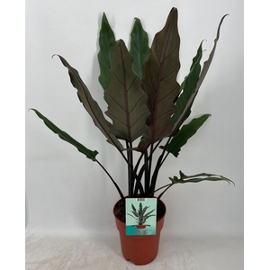 Alocasia Lauterbachiana