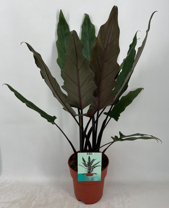 Alocasia Lauterbachiana