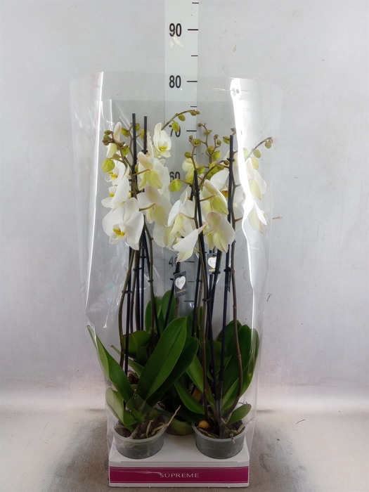 <h4>Phalaenopsis   ...</h4>