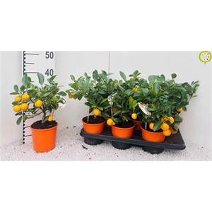 Citr Microcarpa 5+