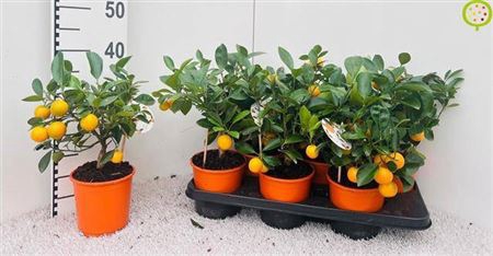 <h4>Citr Microcarpa 5+</h4>