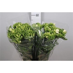 Freesia DU 'Versailles'