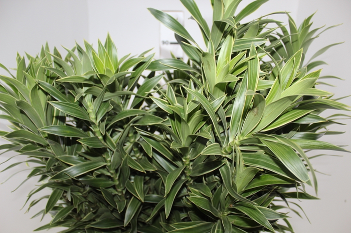 <h4>FOLHAGEM DRACENA PLEOMELE CINZA</h4>