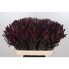 Leucadendron Saf Sunset Dark R.