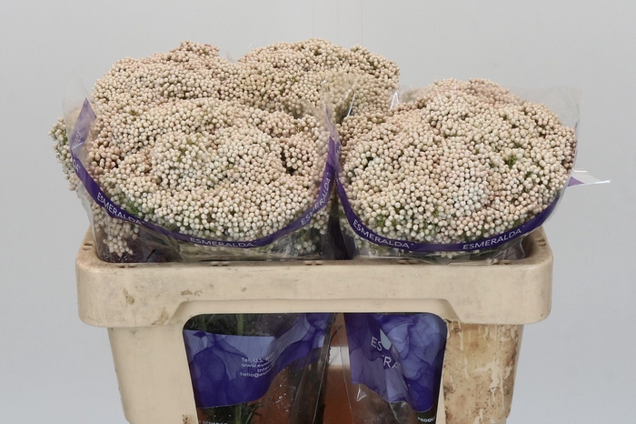 Ozothamnus Cooks Snow White