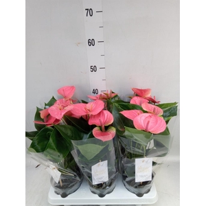 Anthurium andr. 'Sweet Dream'