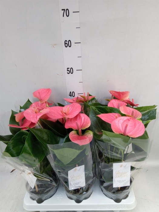 <h4>Anthurium andr. 'Sweet Dream'</h4>