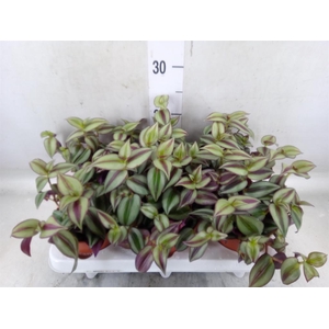 Tradescantia  'Zebra'