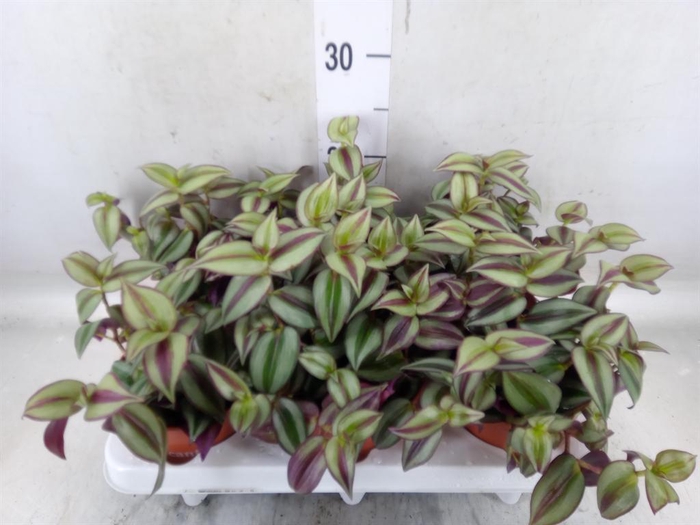 <h4>Tradescantia  'Zebra'</h4>