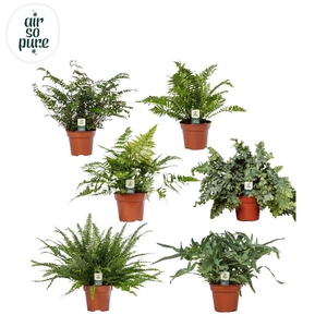 Varens gemengd Air so Pure