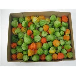 PHYSALIS LAMPION GROEN/OR -droog-