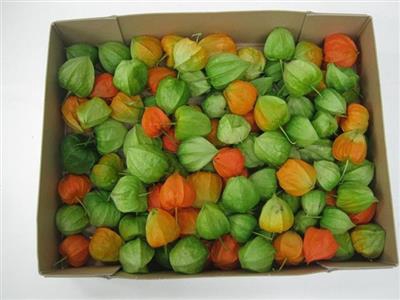 <h4>PHYSALIS LAMPION GROEN/OR -droog-</h4>