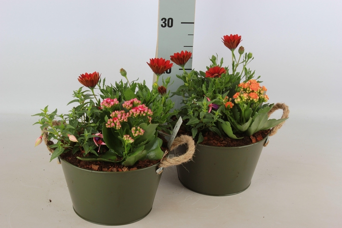 <h4>ARR TUINPLANTEN</h4>