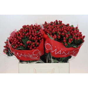 Hypericum True Romance