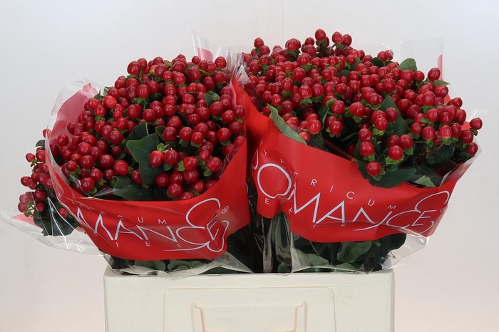 <h4>Hypericum True Romance</h4>