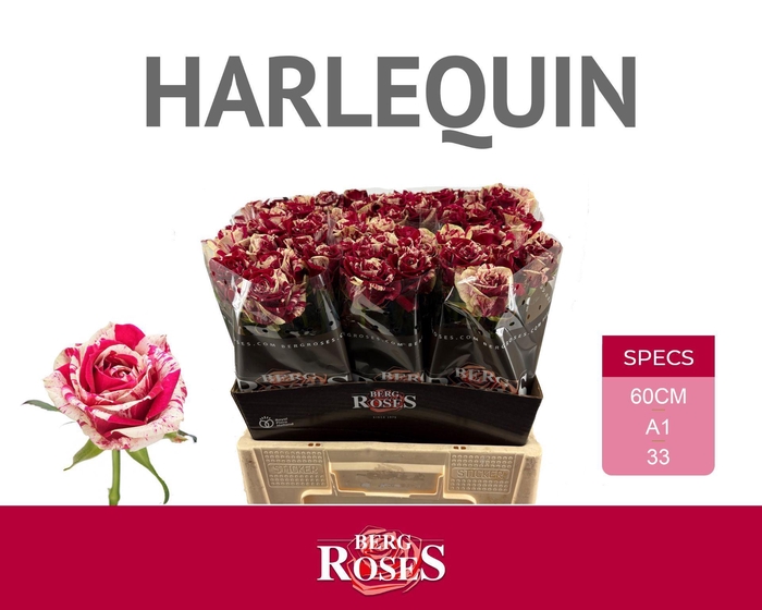 <h4>ROSA GR 'HARLEQUIN'</h4>