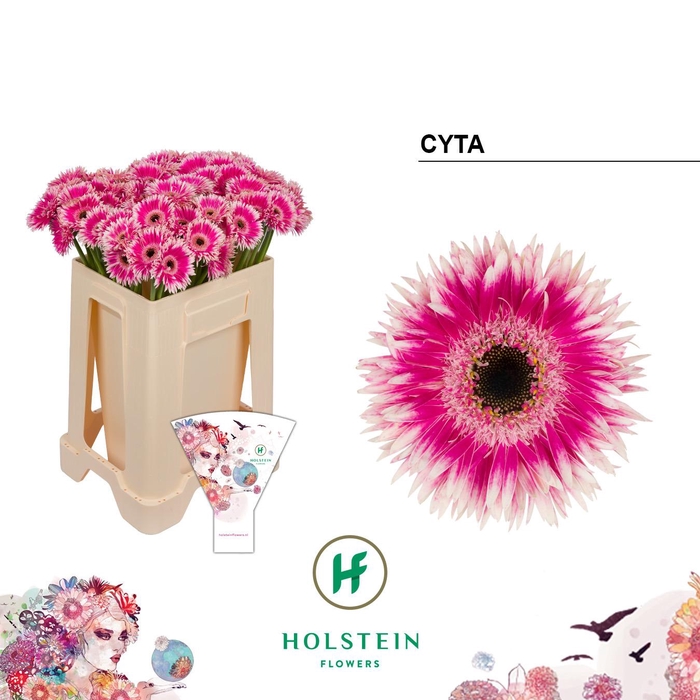 <h4>Germini Spider Cyta Water/Hoes x80</h4>