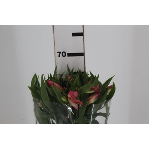 ALSTROEMERIA TOURMALINE 060 CM ROSA
