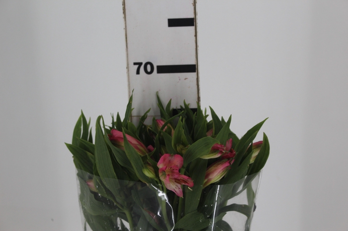 <h4>ALSTROEMERIA TOURMALINE 060 CM ROSA</h4>