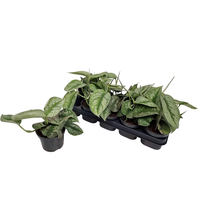 <h4>SCIND PICT TREBIE</h4>