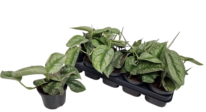 <h4>SCIND PICT TREBIE</h4>