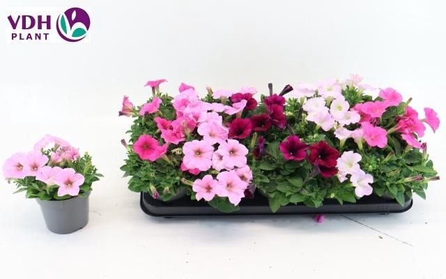 <h4>PET FOR GEM</h4>