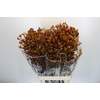 Anigozanthos Gold Fever