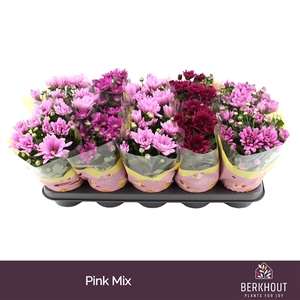 Chrysant Pink mix
