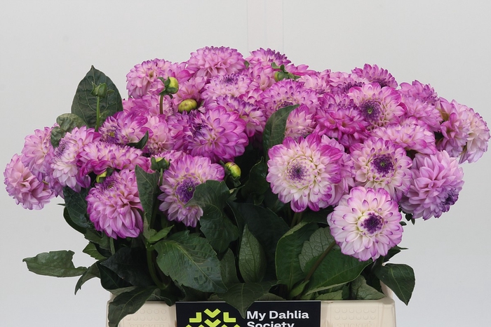 <h4>Dahlia Genova</h4>
