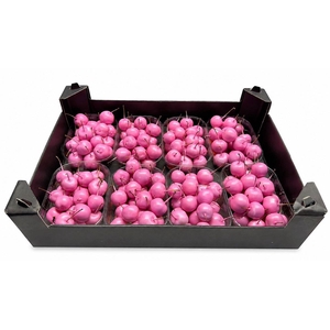 WAX APPEL H%