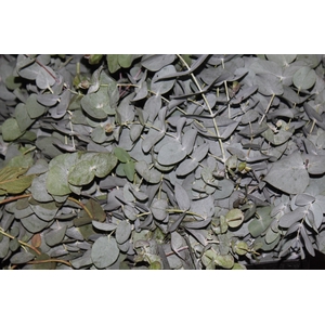 FOLHAGEM EUCAFLOR